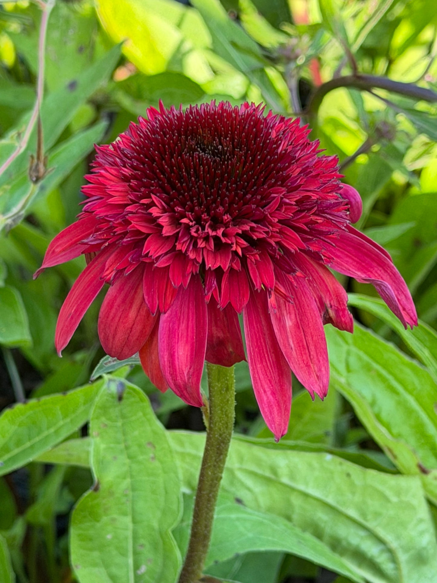 Echinacea x hybrid 'Double Scoop Raspberry Deluxe'