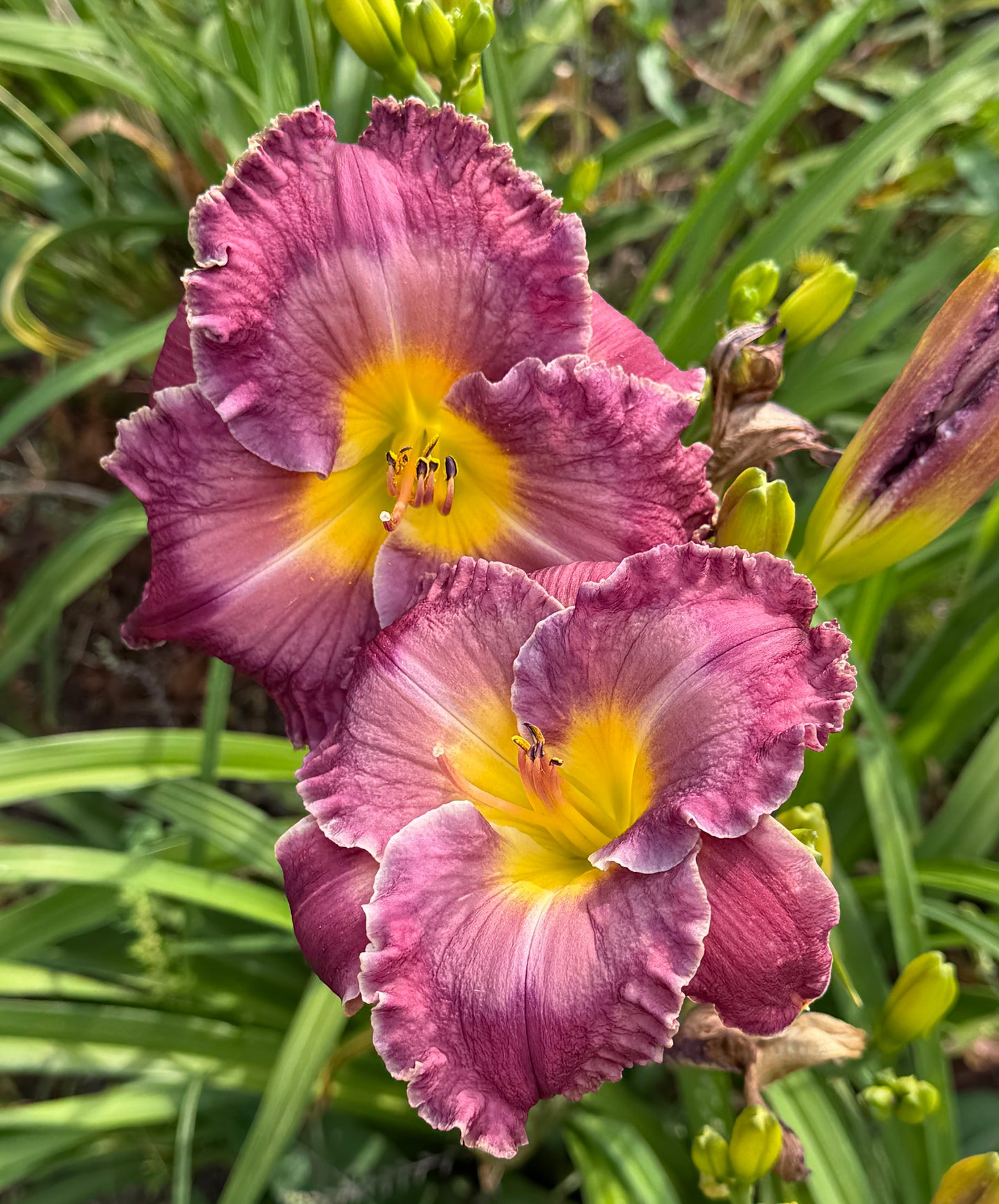 Hemerocallis 'Through A Glass Darkly'