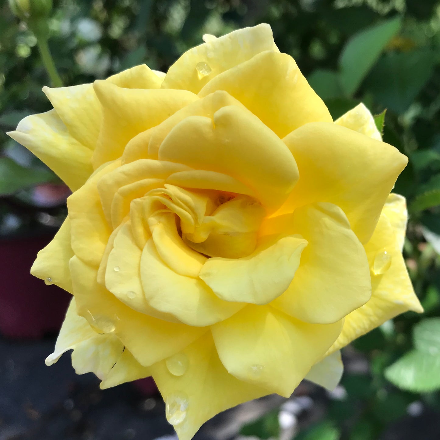 Rosa 'Yellow Submarine' (Rose)