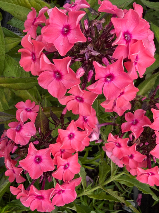 Phlox paniculata Candy Store® 'Coral Creme Drop'