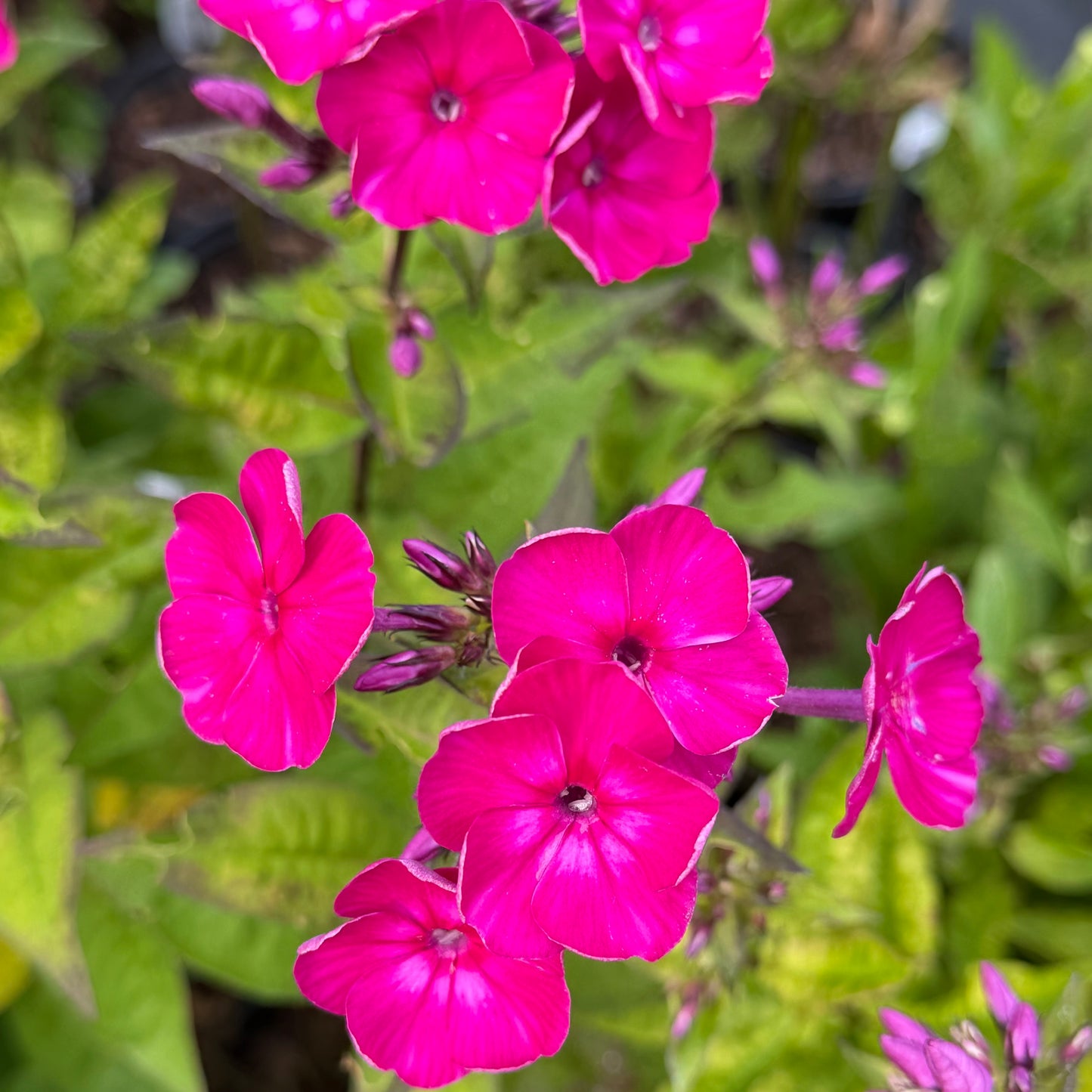 Phlox paniculata 'Super Ka-Pow Fuchsia'