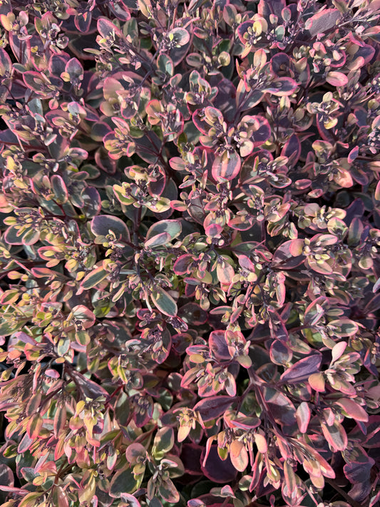 Sedum SunSparkler® 'Dazzling Dynamite'