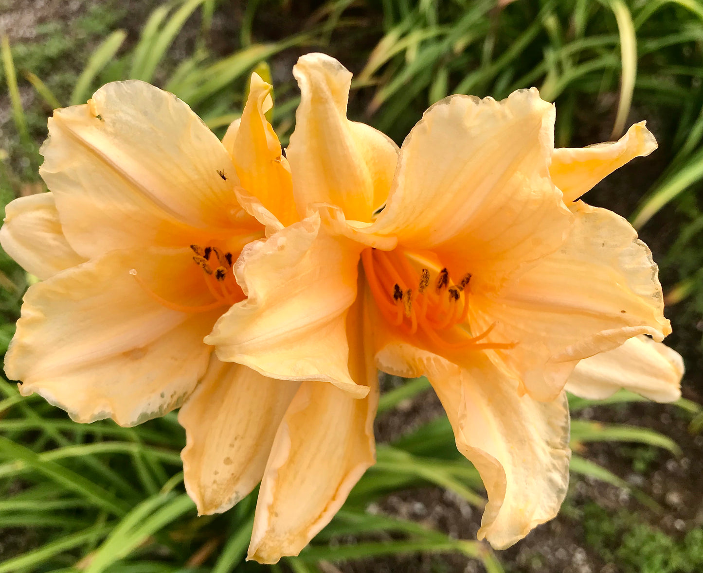 Hemerocallis 'Tropical Tangerine' (Daylily)