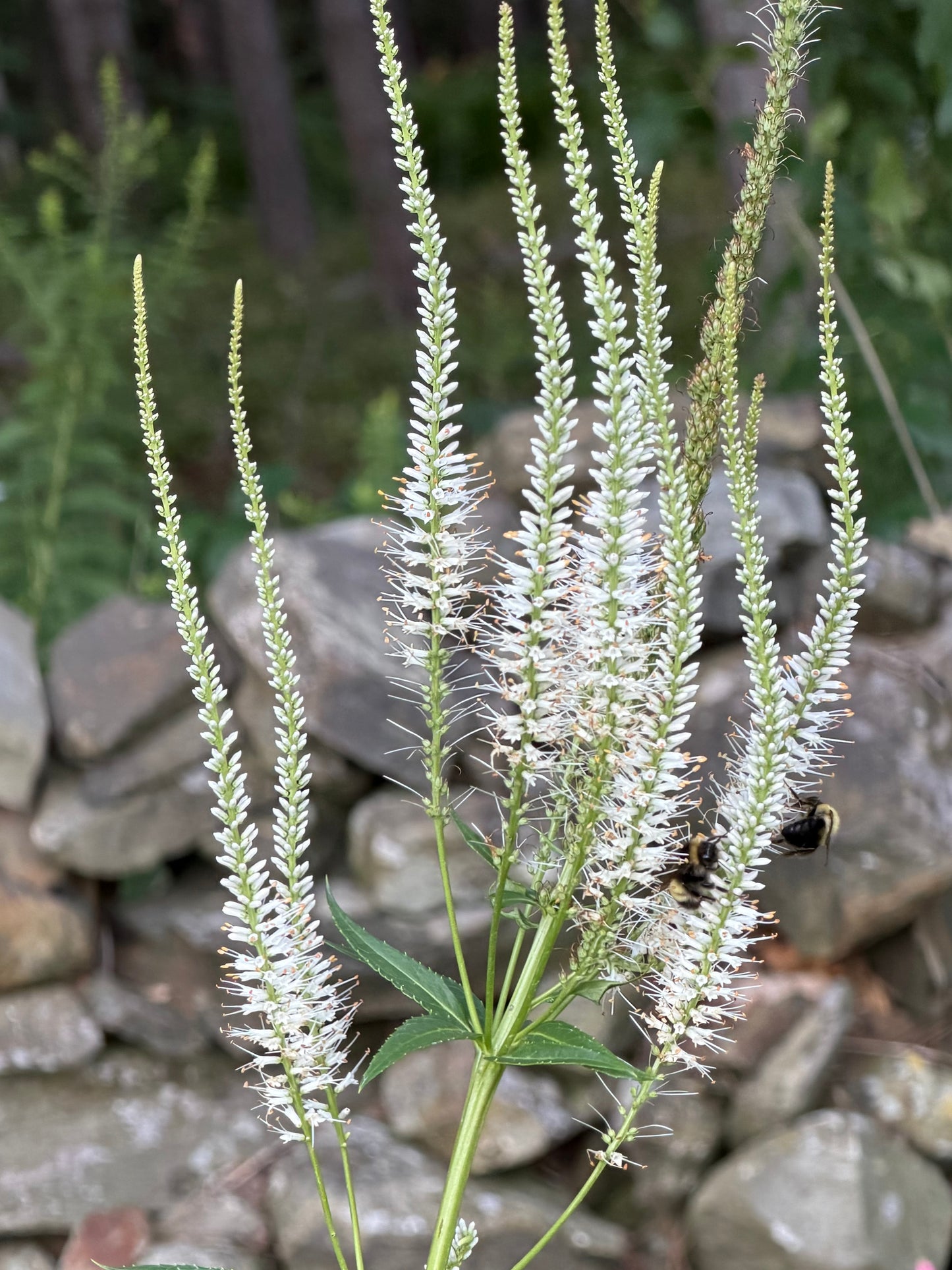 Veronicastrum virginicum (Culver's Root)