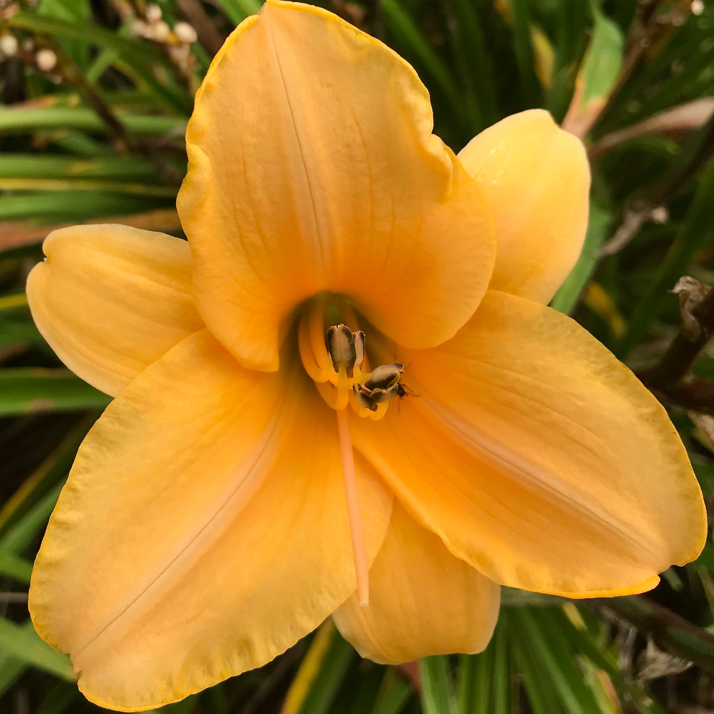 Hemerocallis 'Sombrero Way' (Daylily)