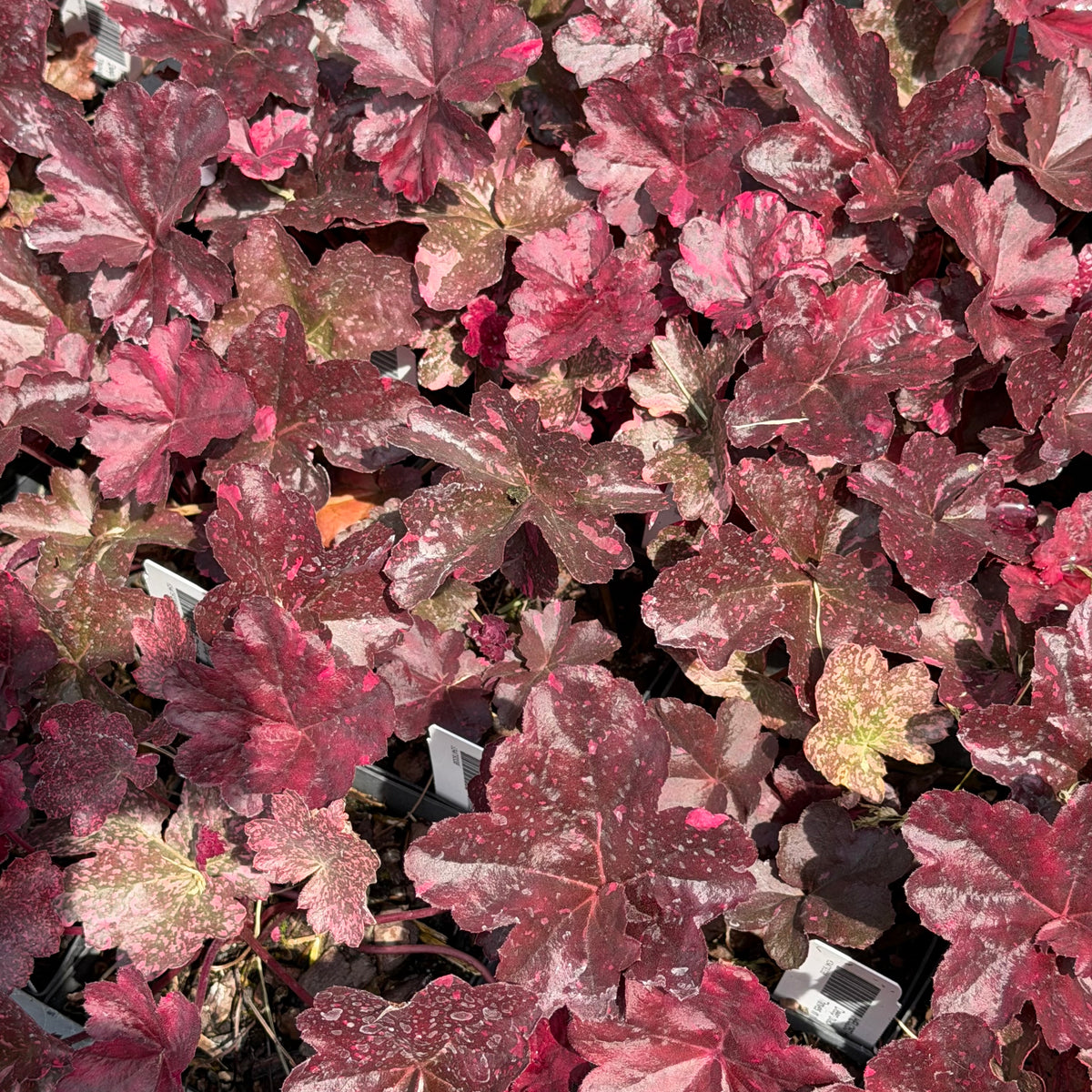 Heuchera x 'Midnight Rose' (Coral Bells)