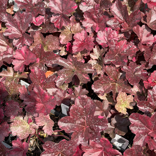 Heuchera x 'Midnight Rose' (Coral Bells)