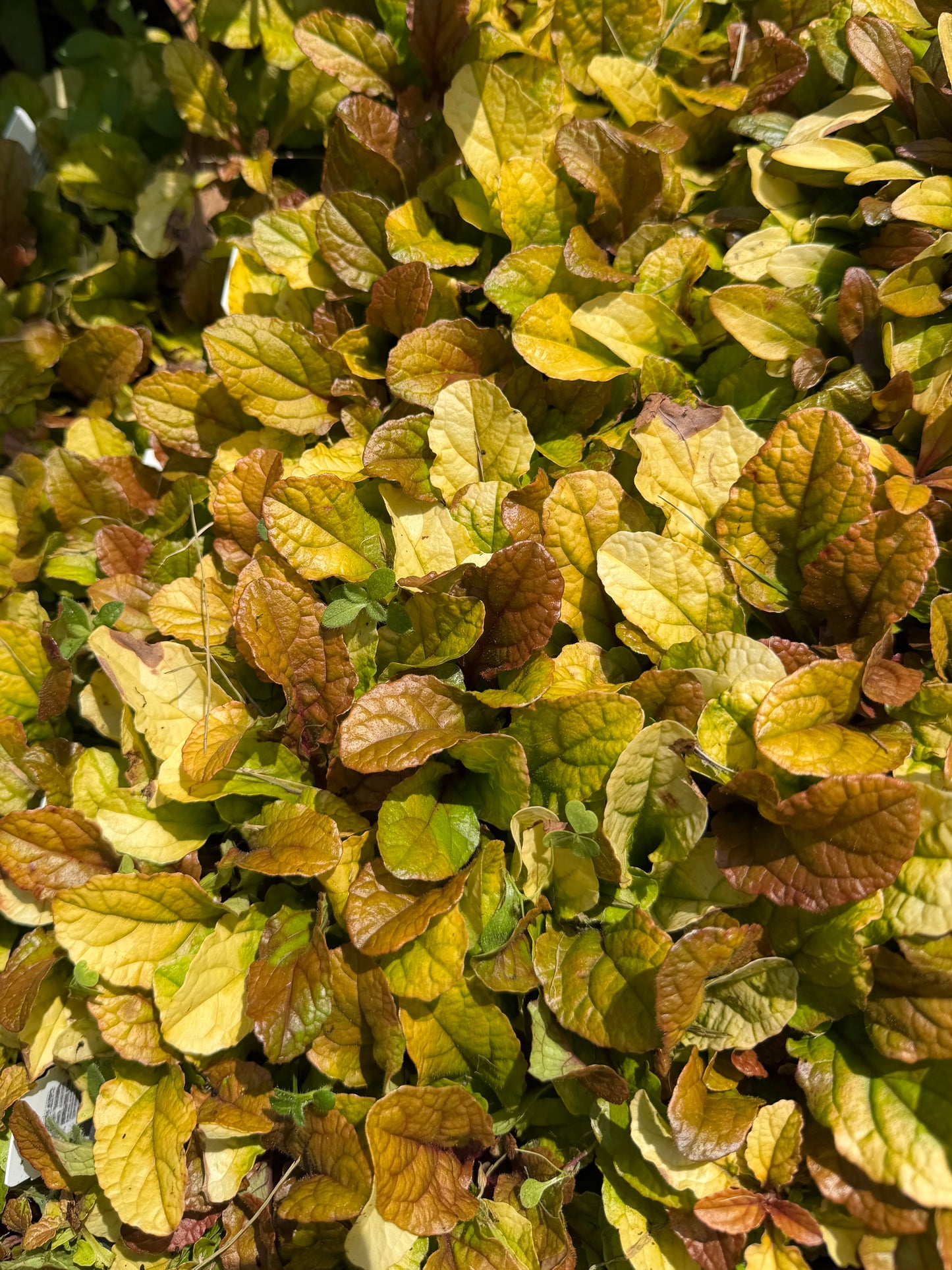Ajuga reptans Feathered Friends 'Parrot Paradise'