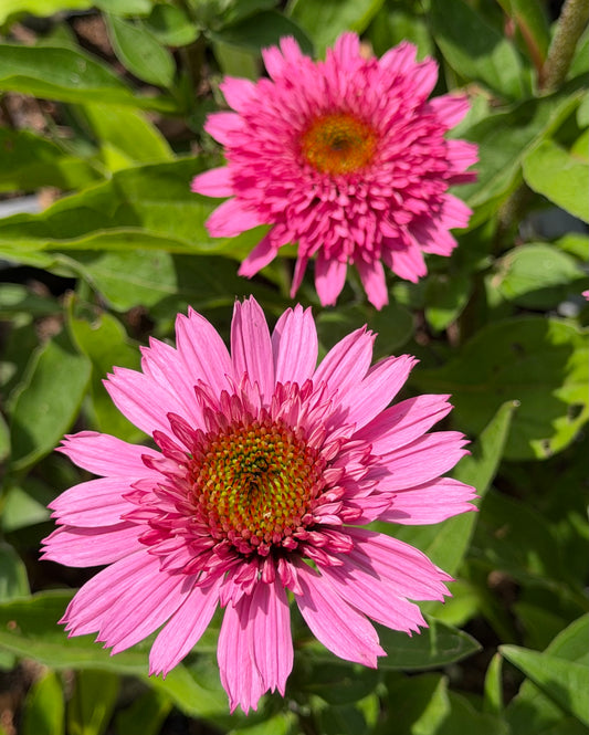 Echinacea x 'Sunmagic Vintage Hot Pink' (Coneflower)