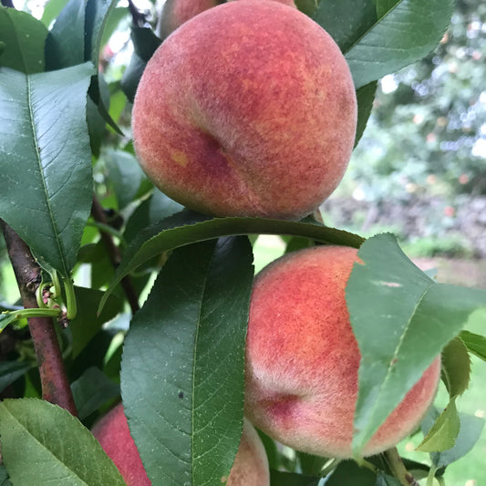 Peach 'Contender' - Peach
