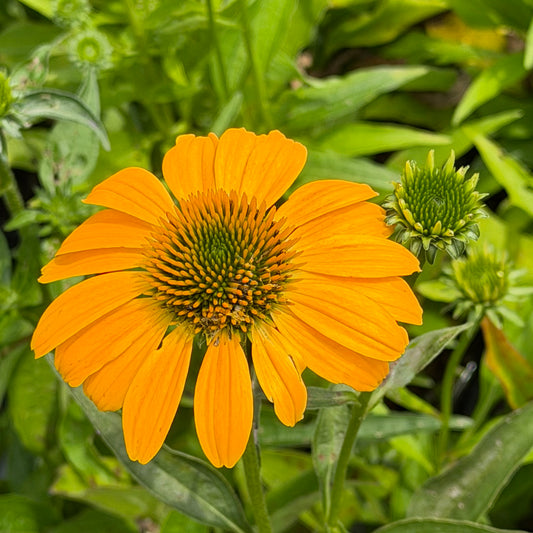 Echinacea purpurea 'Cheyenne Spirit' (Coneflower)