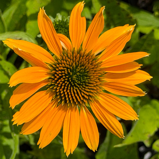 Echinacea x 'Sunmagic Vintage Mango’ (Coneflower)