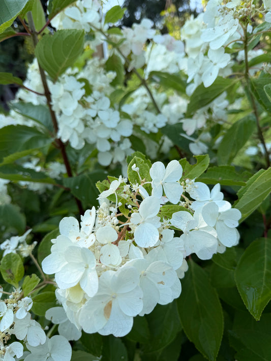 Hydrangea paniculata 'Polar Ball'