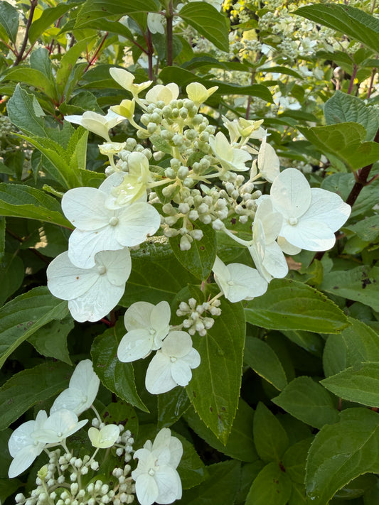 Hydrangea 'Mega Mindy' (Panicle Hydrangea)
