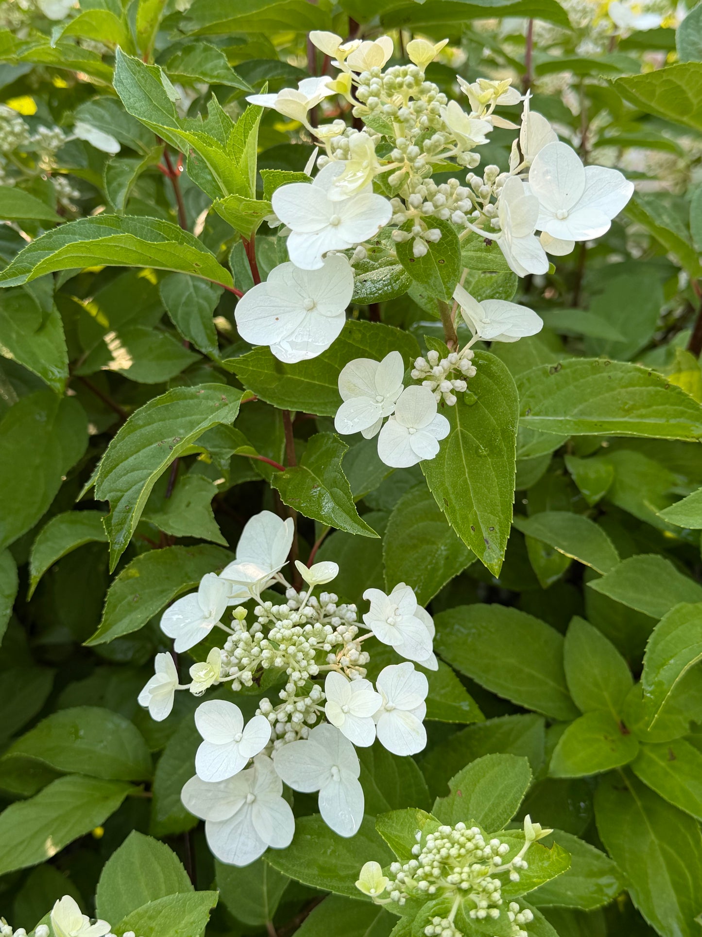 Hydrangea paniculata 'Mega Mindy' (Panicle Hydrangea)
