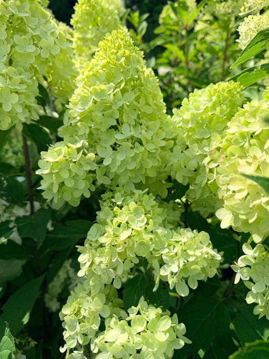 Hydrangea paniculata Dragon Baby™ by Bloomin' Easy®