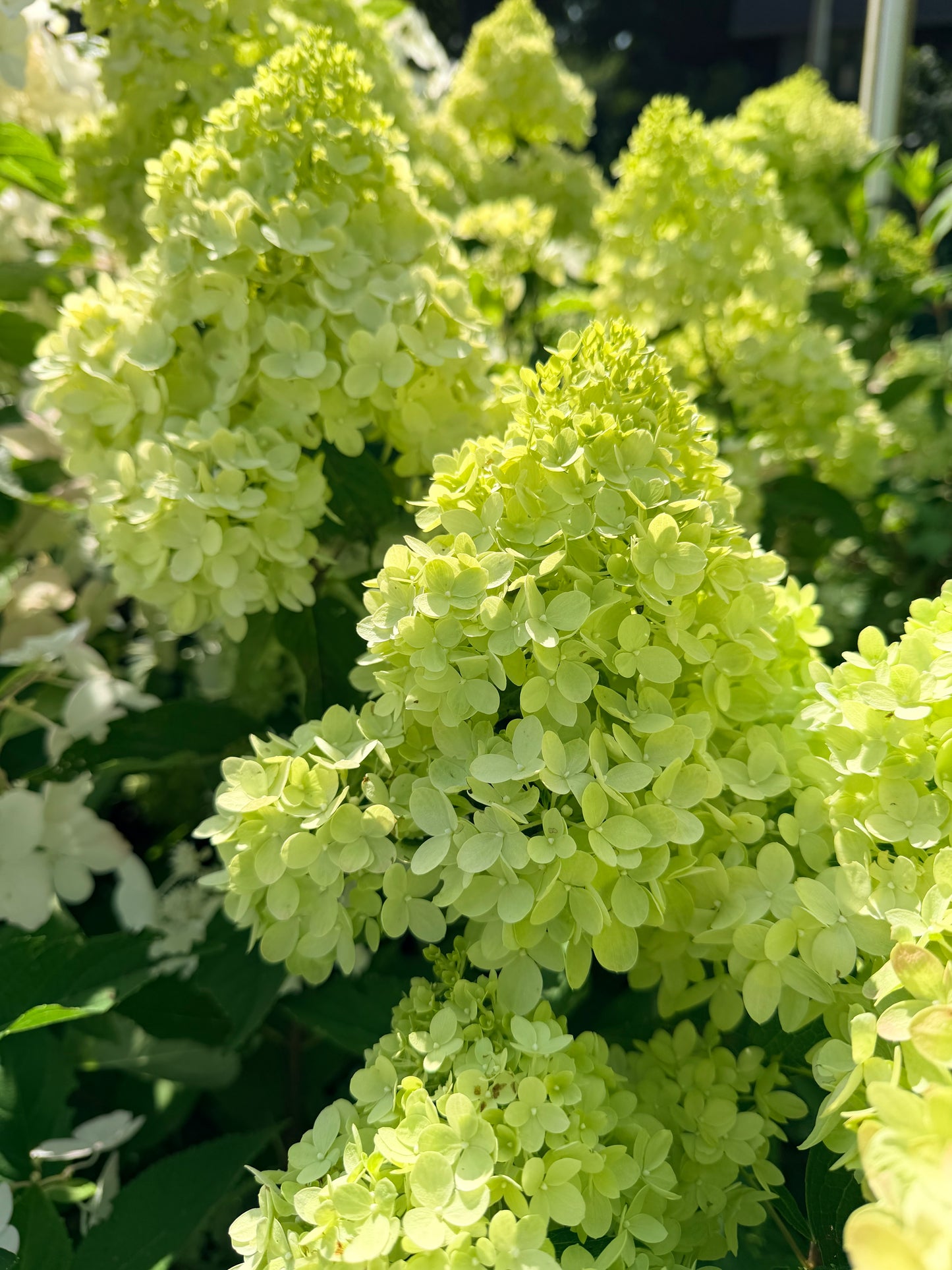 Hydrangea paniculata Dragon Baby™ by Bloomin' Easy®