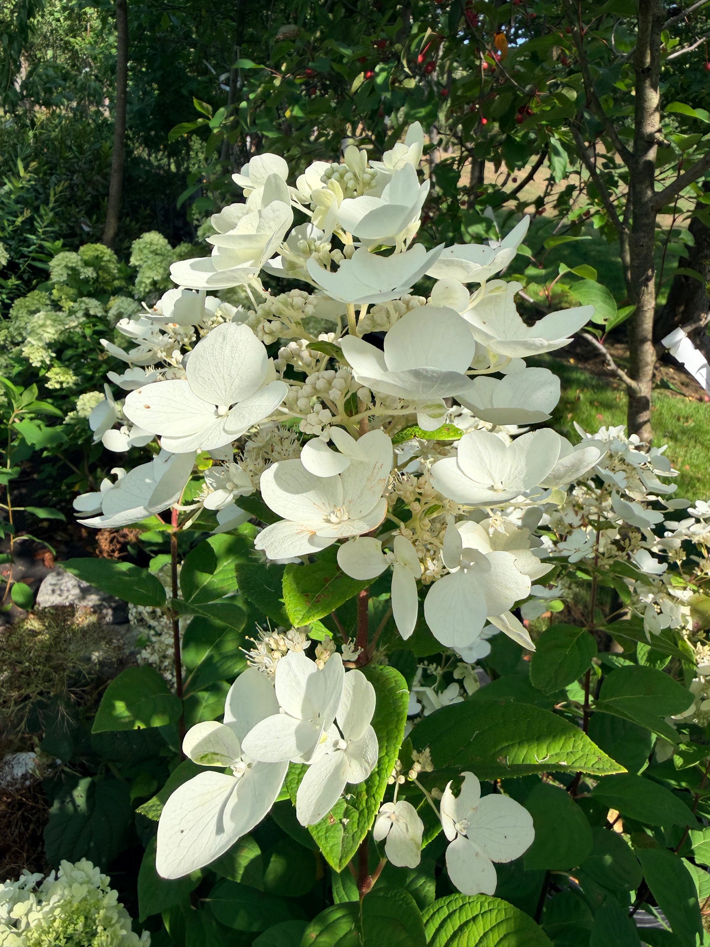 Hydrangea paniculata 'White Diamonds' - (Shrub)