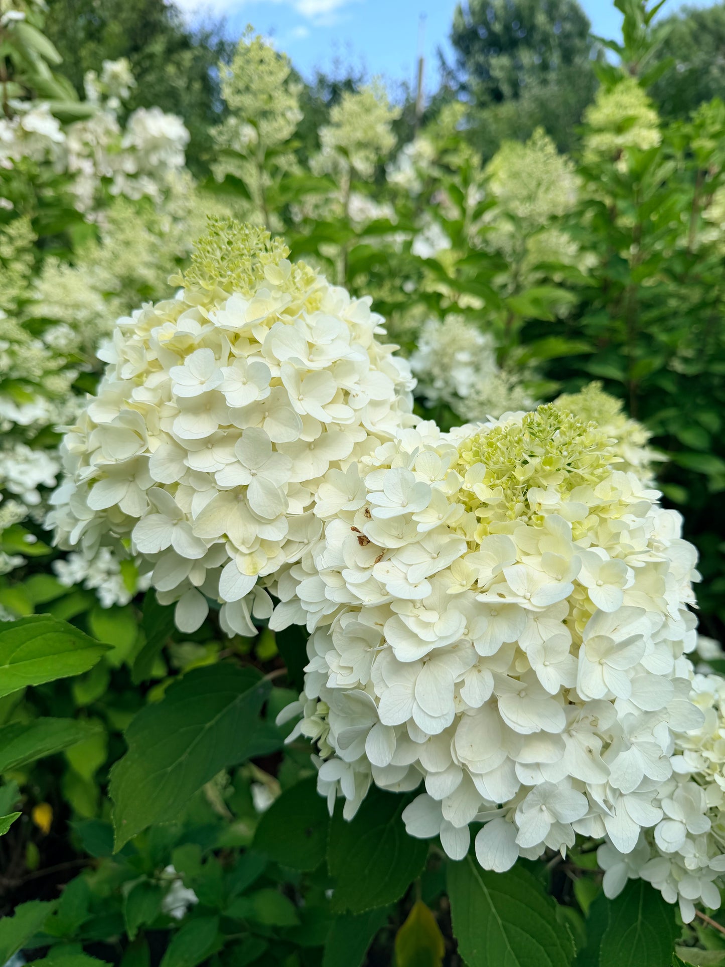 Hydrangea paniculata 'White Wedding'
