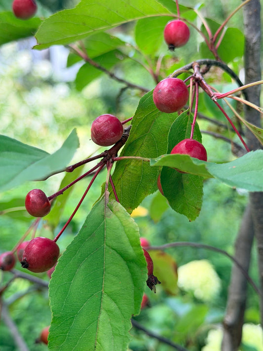 Malus 'Radiant' (Crab Apple)