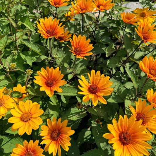 Heliopsis ‘Punto Rosso’ (False Sunflower)
