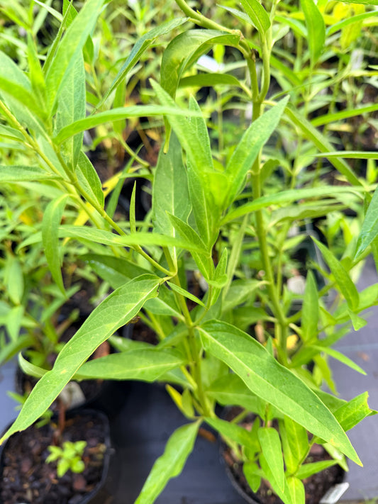 Asclepias incarnata 'Ice Ballet' (Swamp Milkweed)