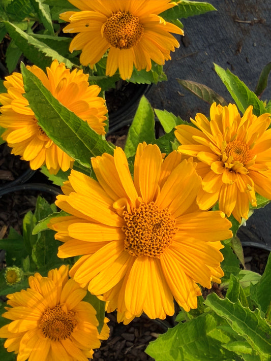 Heliopsis helianthoides 'Sole Magico' (False Sunflower)