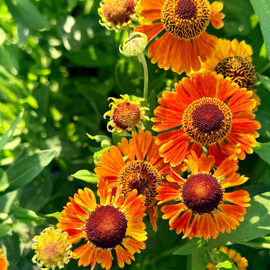Helenium x 'Mardi Gras' (Sneezeweed)