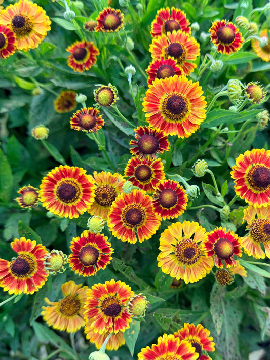 Helenium autumnale Mariachi™ 'Fuego' (Sneezeweed)