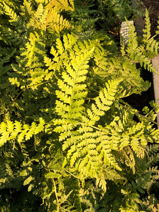 Dryopteris spinulosa (Toothed Wood Fern)