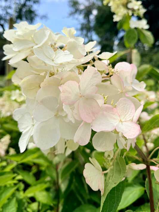Hydrangea paniculata 'Polar Ball'