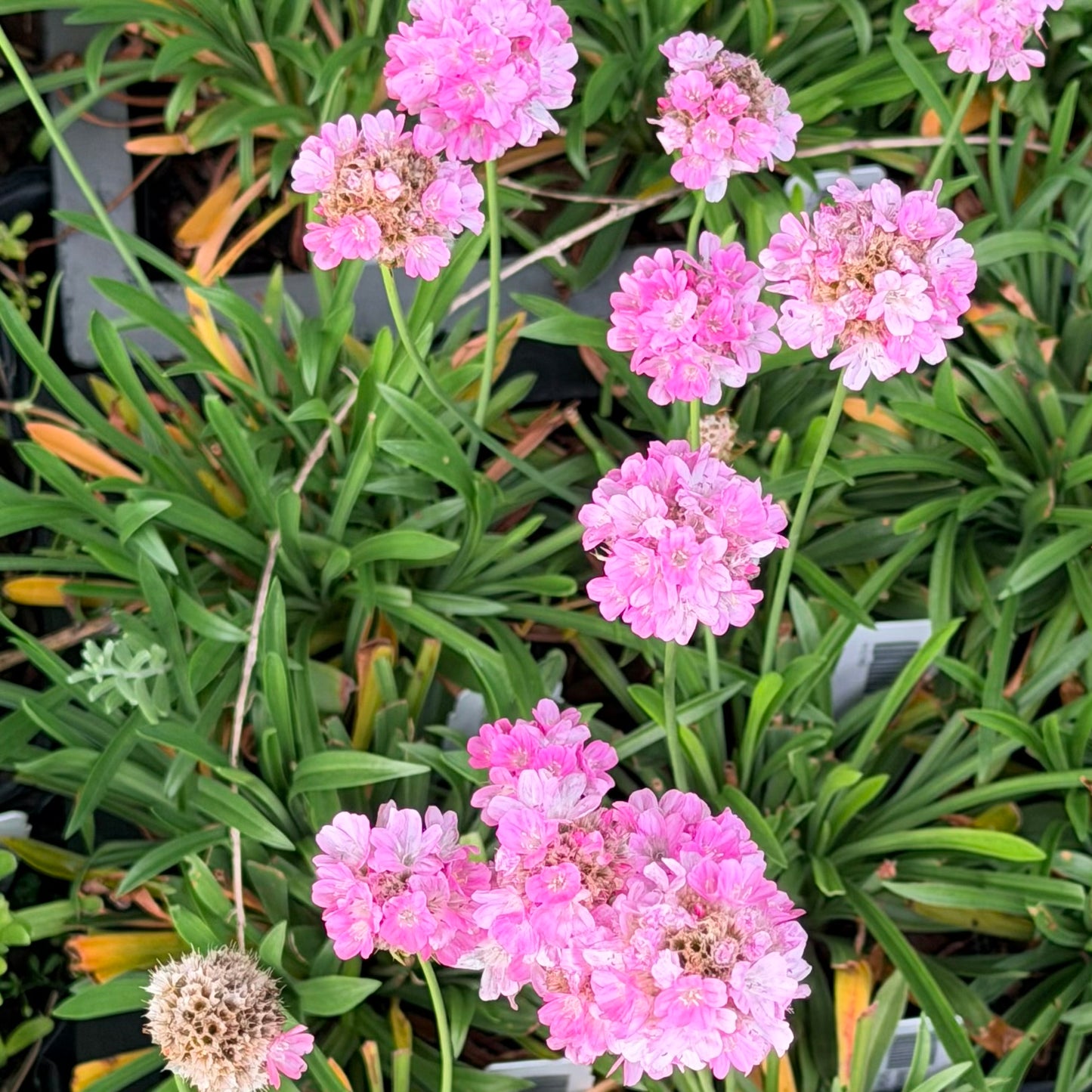 Armeria pseudarmeria Dreameria® Daydream (Sea Thrift)