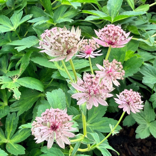 Astrantia major 'Masterpiece' (Masterwort)