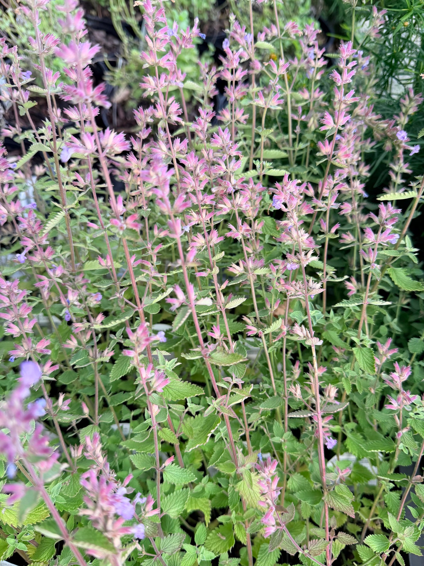 Nepeta x faassenii 'Cat's Meow' (Catmint, Catnip)