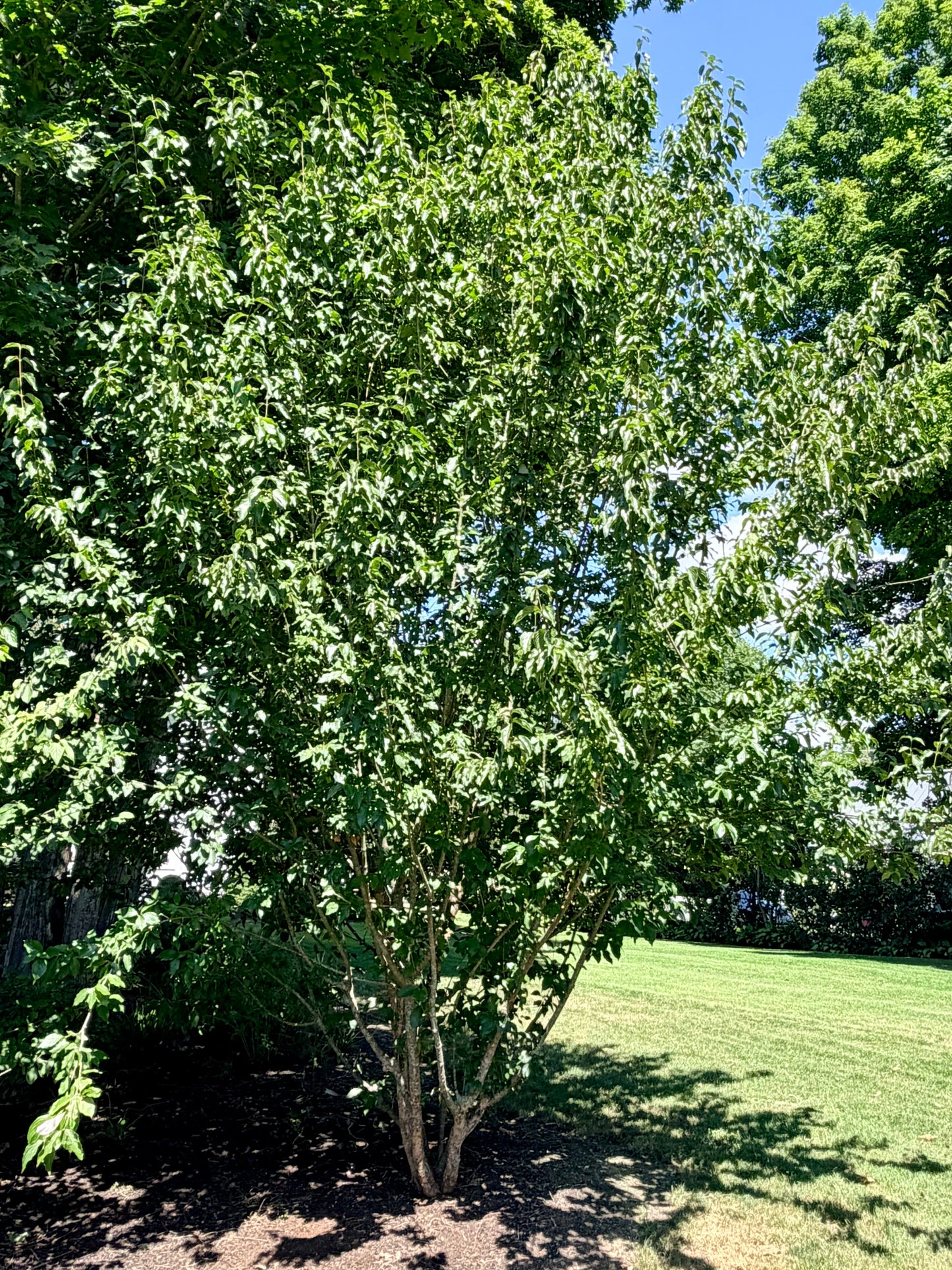 Cornus mas 'Golden Glory' - (Cornelian cherry Dogwood) Tree