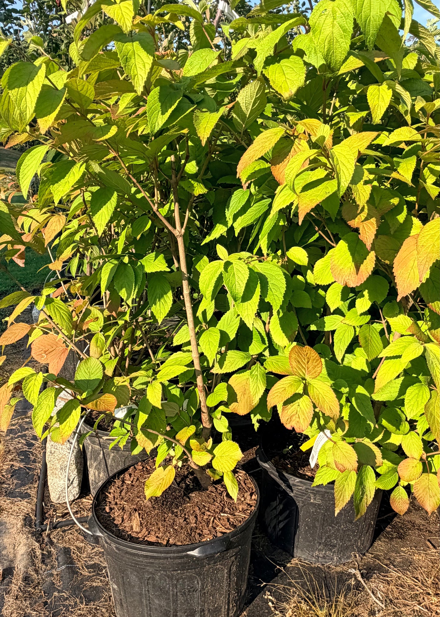 Viburnum 'Shasta' (Doublefile Viburnum)