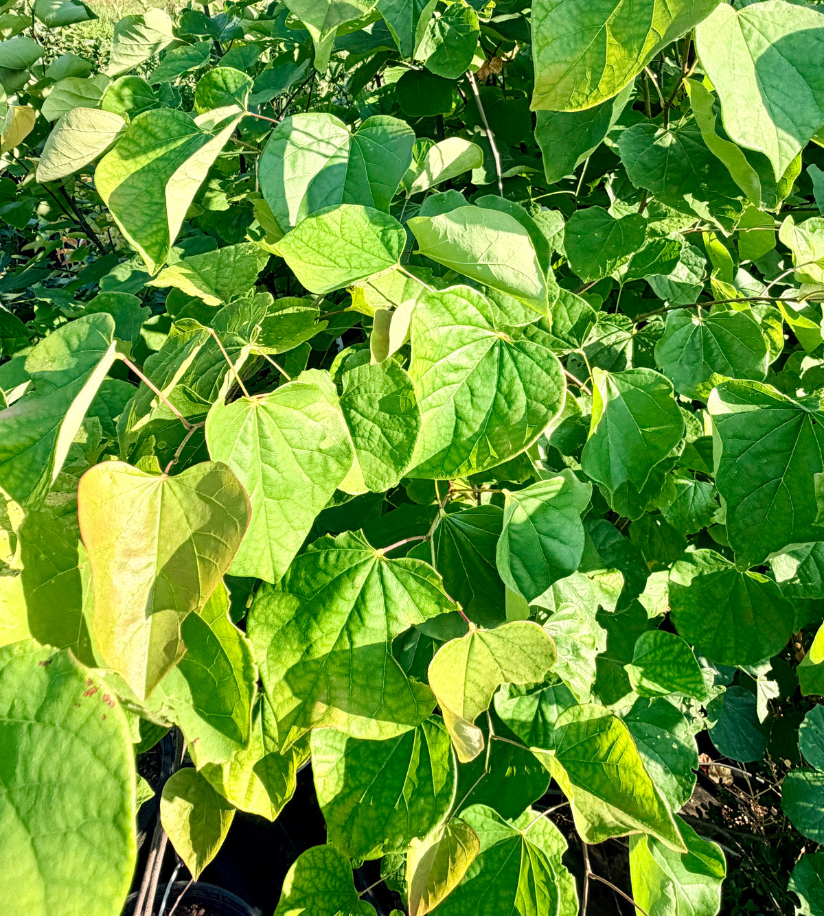 Cercis canadensis (MN Strain Redbud) Tree