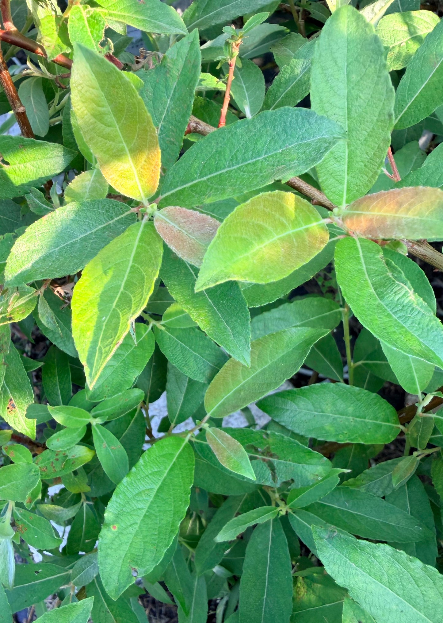 Salix 'Winter Glory' (Snake Willow) Pussy willow