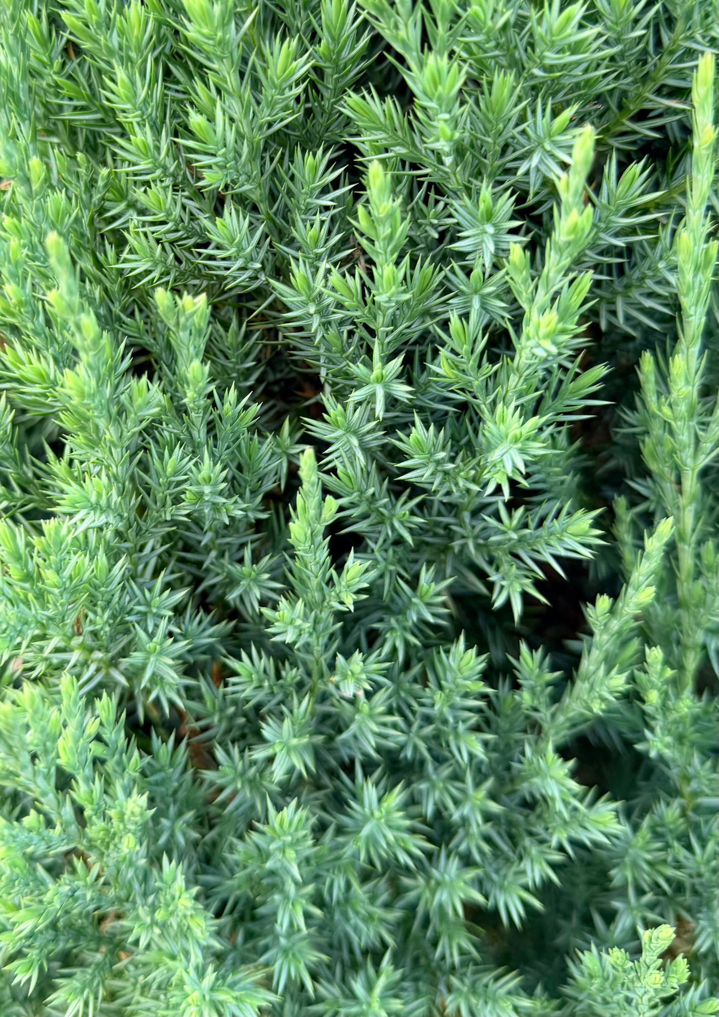 Juniperus chinensis 'Blue Point' (Juniper)