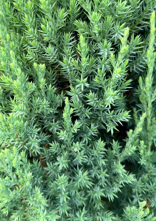 Juniperus chinensis 'Blue Point' (Juniper)