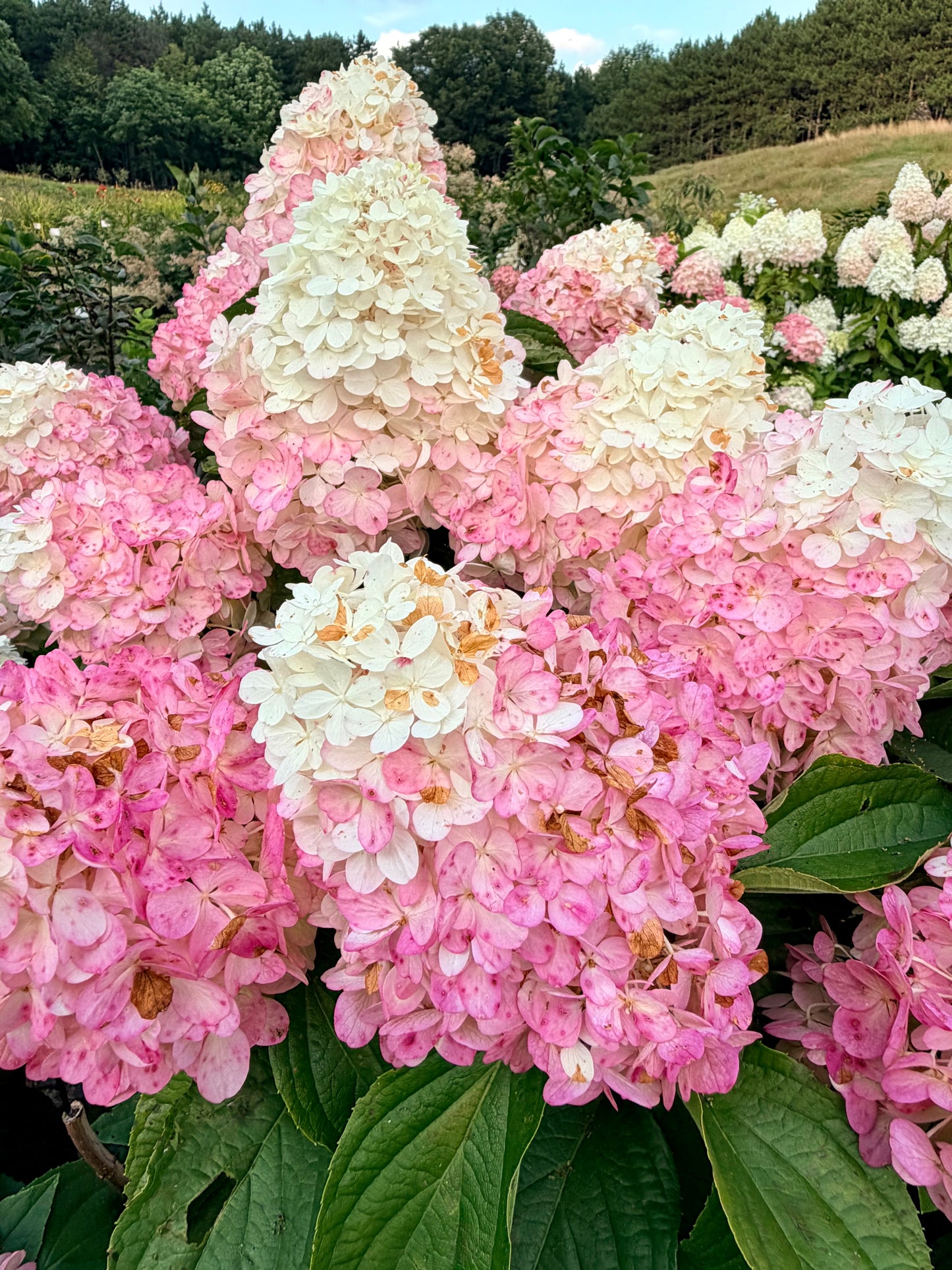 Hydrangea paniculata 'Love-A-Lot Pink'