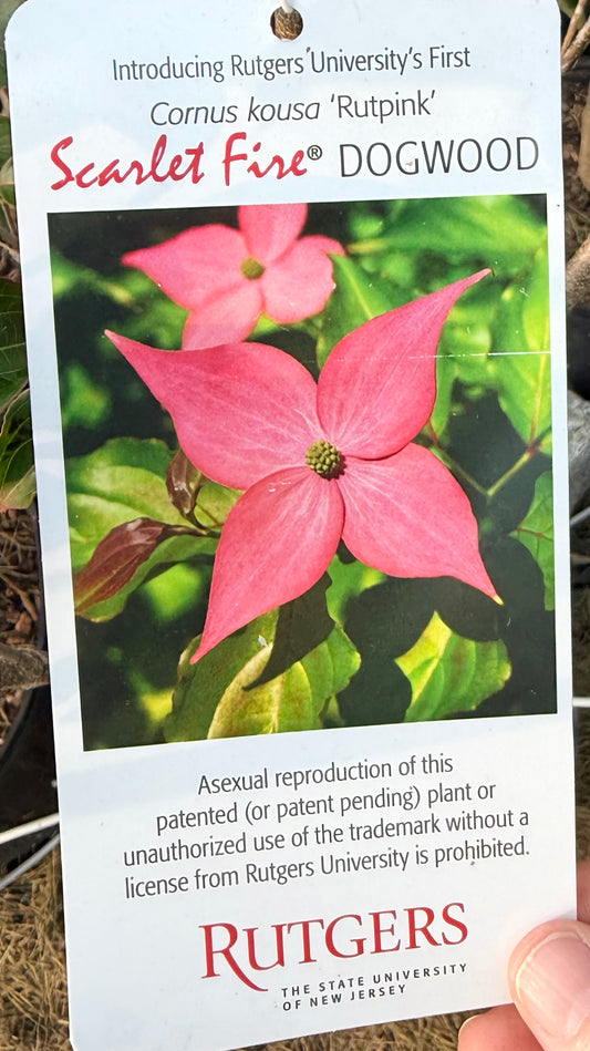 Cornus kousa 'Rutpink’Scarlet Fire® ( Flowering Dogwood) Tree