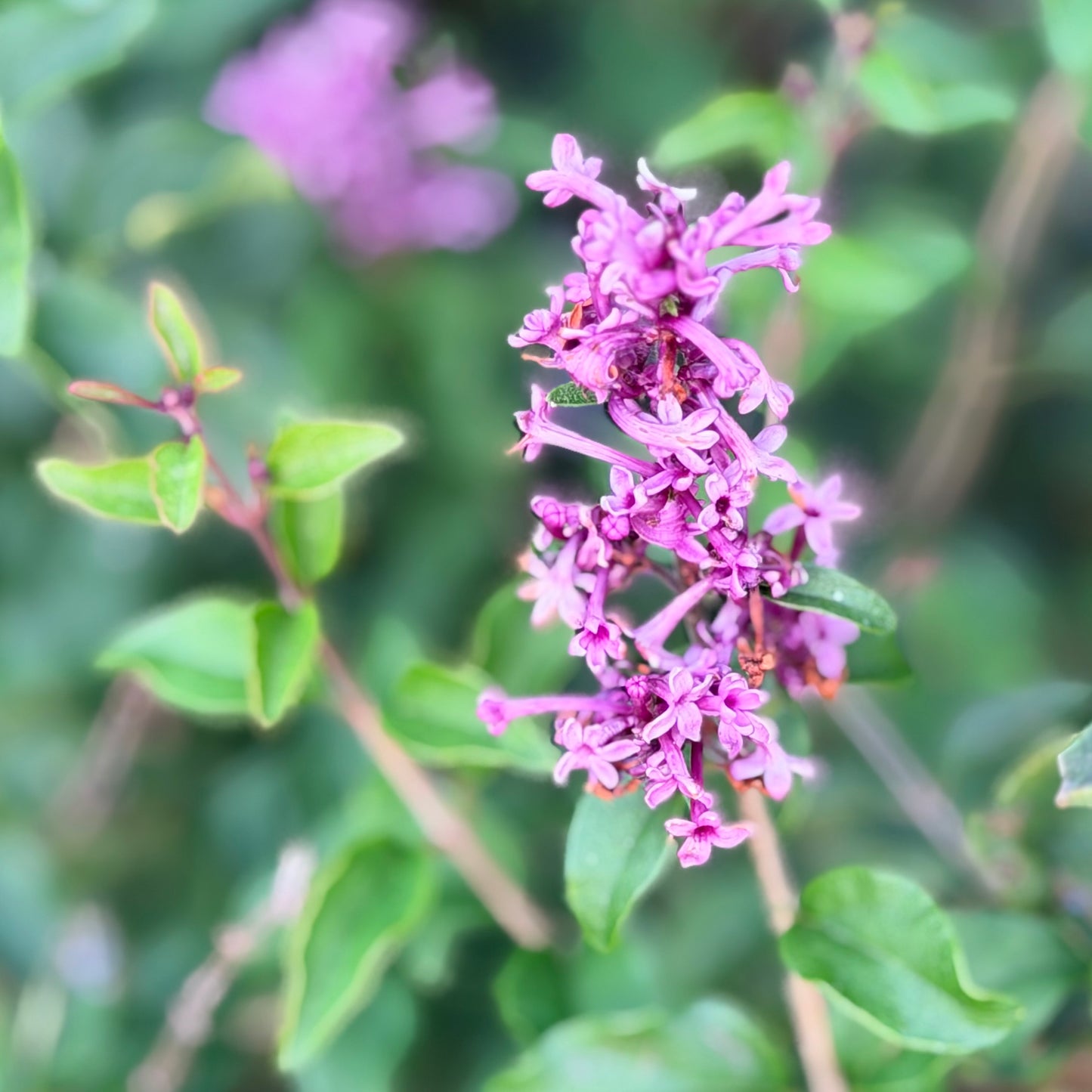Syringa palibin Bloomerang 'Dwarf Purple' - Lilac