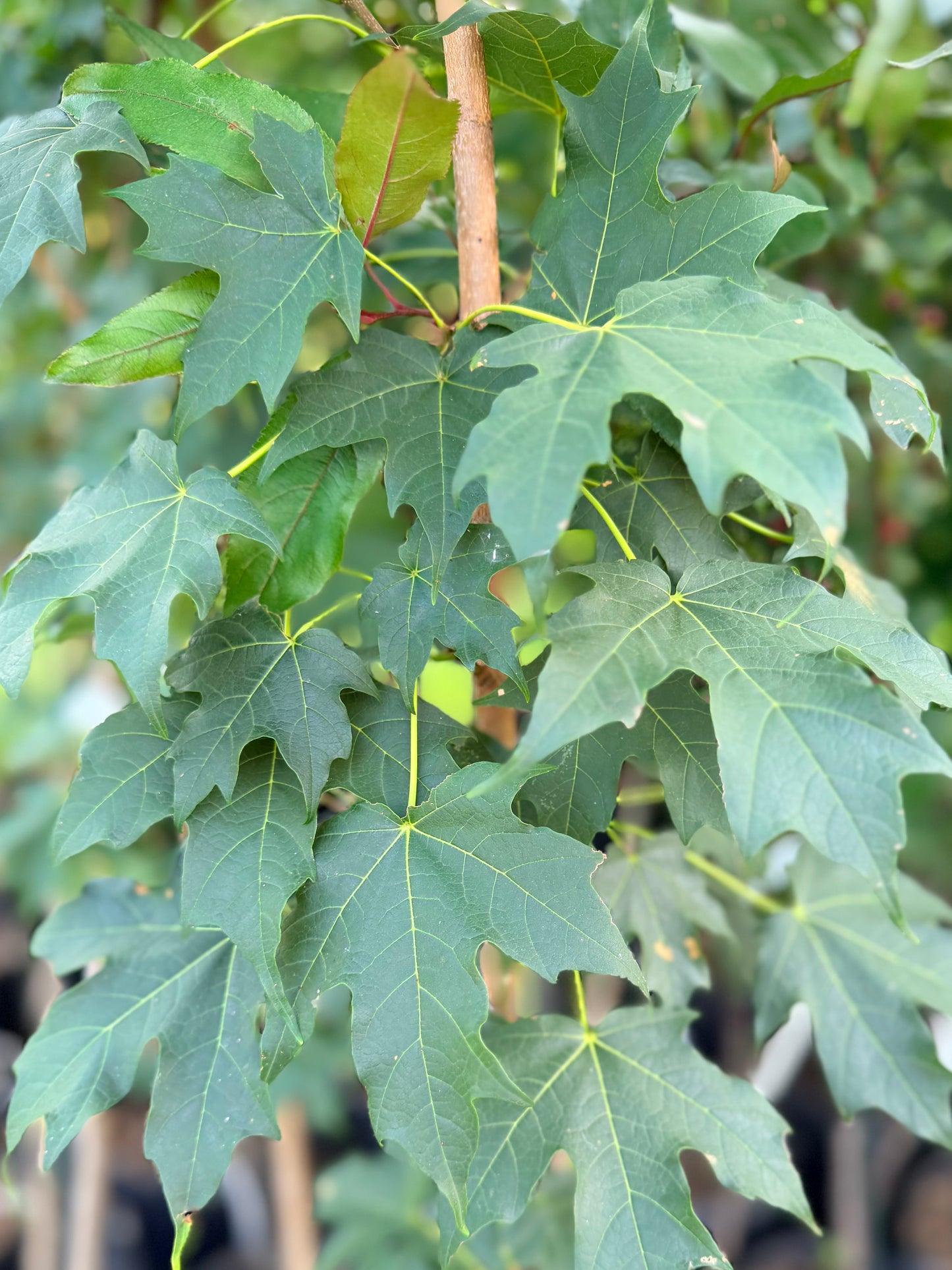 Acer saccharum 'Green Mountain' (Sugar Maple) Tree
