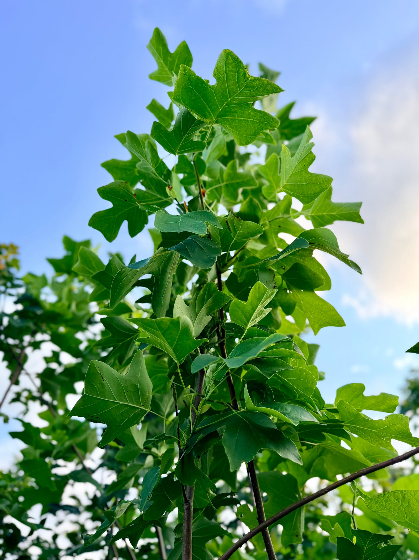 Liriodendron tulipifera (Tulip Tree,Yellow Poplar)
