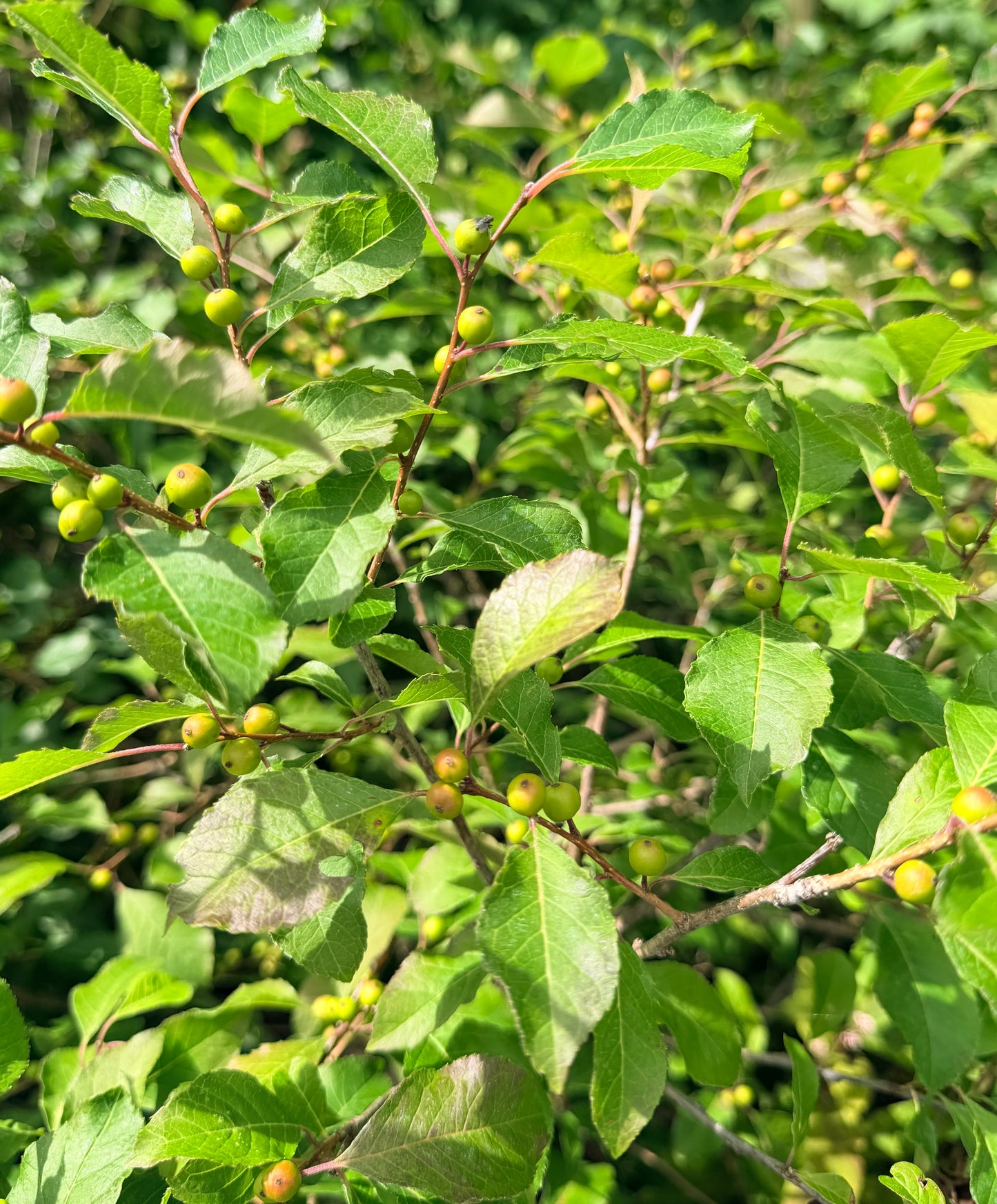 Ilex verticillata 'Wildfire' (Winterberry Holly)