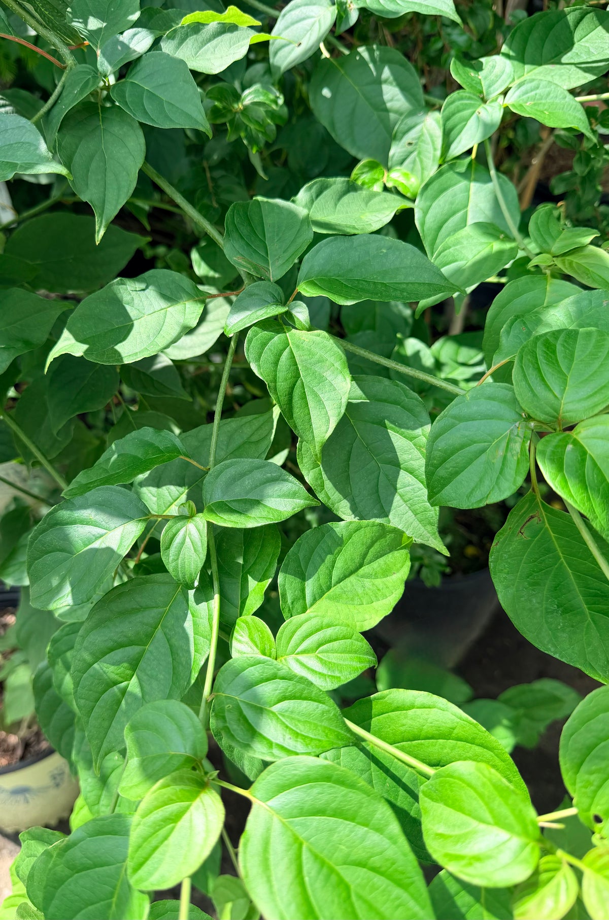 Cornus alternifolia (Pagoda Dogwood)