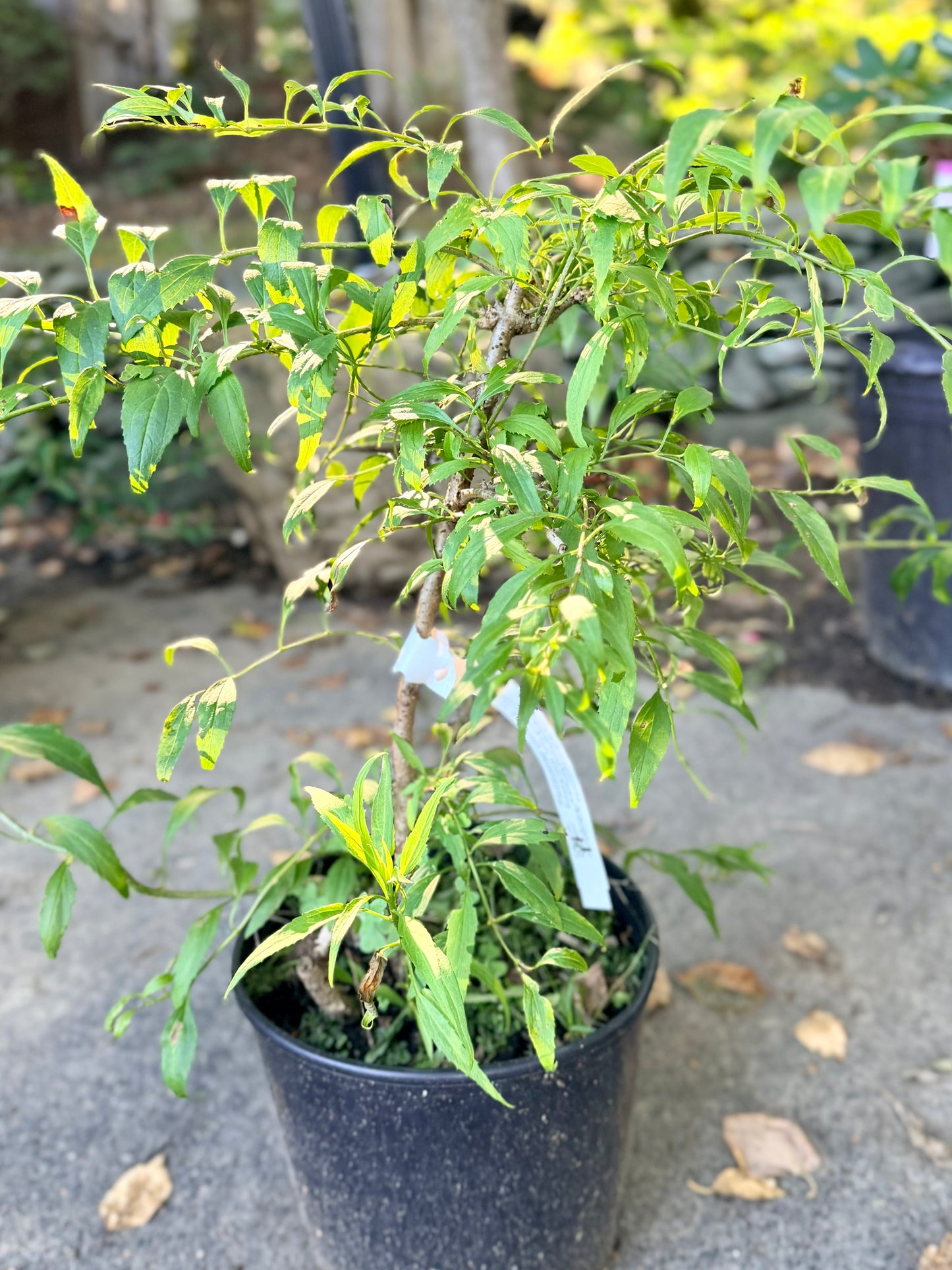 Forsythia 'Gold Tide'