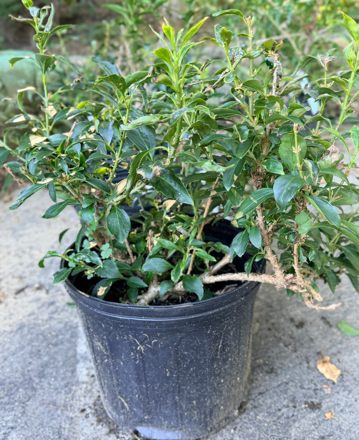 Forsythia x ‘Show Off® Sugar Baby®’