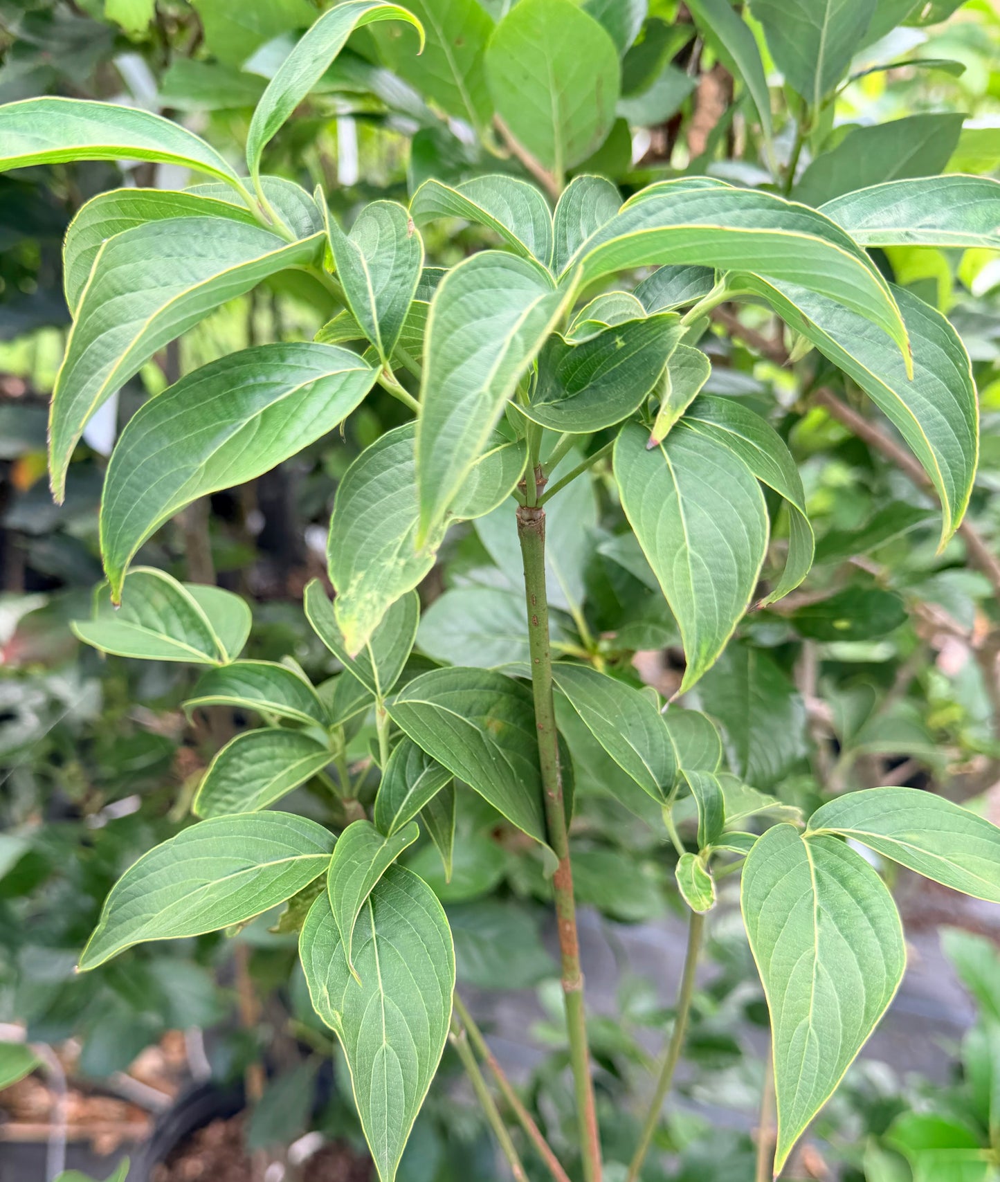 Cornus x 'Rutgan' Stellar Pink® (Dogwood) Tree